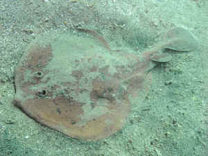 0311sibire kami.jpg