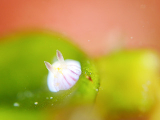 0312bobusan shiho.jpg