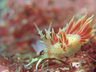 0314neakamino horii.jpg