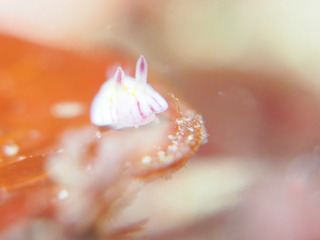 0315bobusani aki.jpg