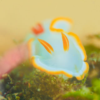 0316iroumiusika aki.jpg