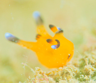 0316pika aki1.jpg