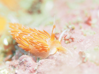 0317akaeramino aki.jpg