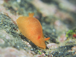 0318daidai oda.jpg