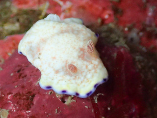 0318himekomon kakegawa.jpg