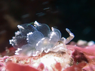 0322amimeuroko aoki.jpg