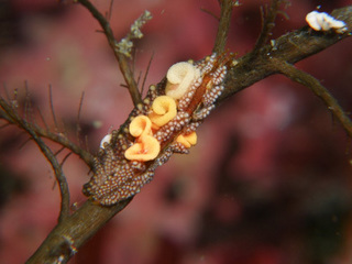 0322mireniamumastukasa nakamura.jpg