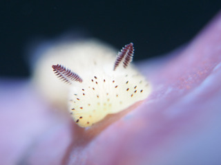 032517gaoma3 aki.jpg