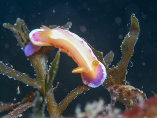 0325arari araki.jpg