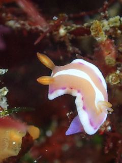 0325arari yoshida.jpg