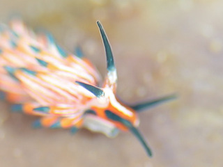 0325tsumaguromino yano.jpg