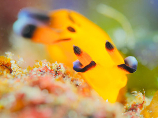 0326pica aki3.jpg