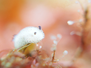 0327goma aki.jpg