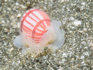 0327oobenishibori kodukue.jpg
