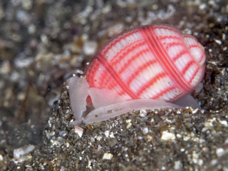 0328oobenishiborii okano.jpg