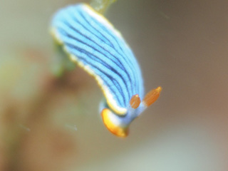 0328samejimaotomei horii.jpg