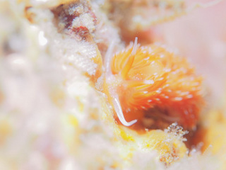 0401akaeramino aki.jpg