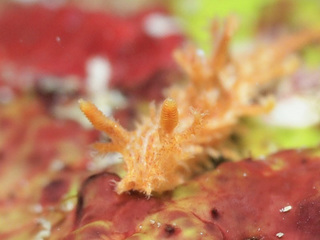 0401itomakiumiushi2 taka.jpg