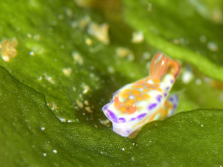 0401tenuunishiku.ygi iida.jpg