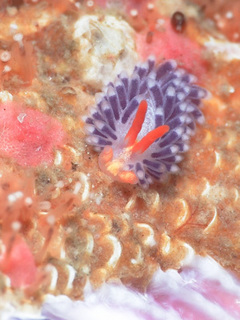 0402murasakimino danna.jpg