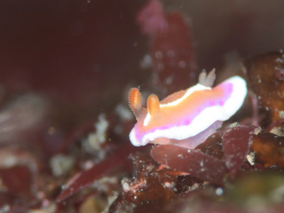 0403arari fukunaga.jpg