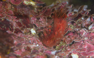 0403bettukouhikari tsunoda.jpg