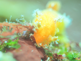 0403edaumiushi horii.jpg