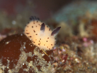 0403goma fukunaga.jpg
