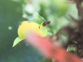 0403kiiroumiko horii.jpg