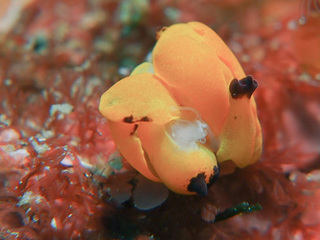 0403kiiroumikotyou2 aki.jpg
