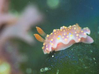 0403miamira horii.jpg