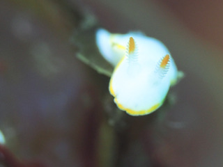 0403shirayuki horii.jpg