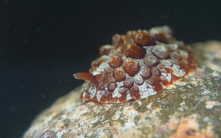 0403zenigatafusiera tsunoda.jpg