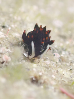 0405arimo harasima.jpg