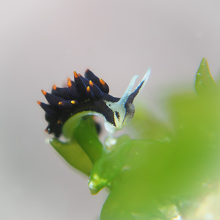 0405arimo taka1.jpg
