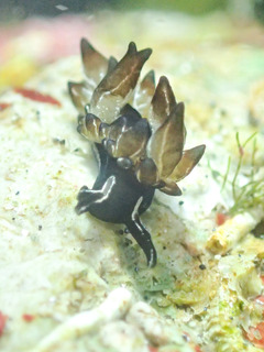 0405himekuromo harasima.jpg