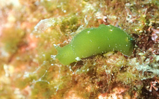0405hiramirumidori harasima.jpg