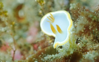 0405iroumiusika harasima.jpg