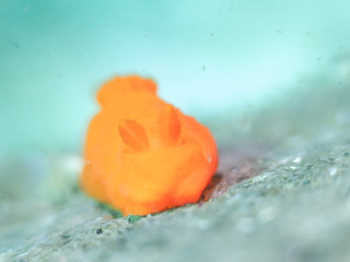 0405kinuhadaumiushi taka.jpg