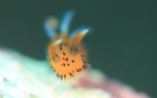 0405yaguruma fukunaga.jpg
