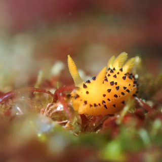 0405yaguruma harasima.jpg