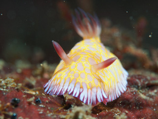 0406bobusanumiushi aki.jpg