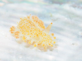 0406kanzasi taka-2.jpg