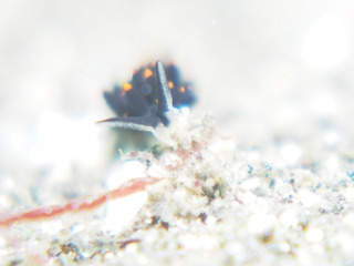 0410arimo1 aki.jpg