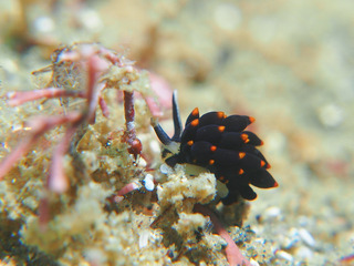 0410arimo2 aki.jpg