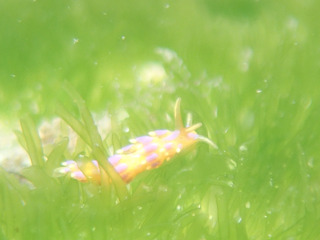 0410fujieramino taka.jpg