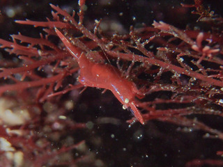 0410nagaremoebi taka.jpg