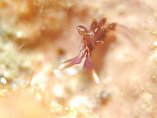 0411notoarimo kanagawa.jpg