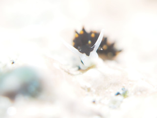 0412arimo1 aki.jpg