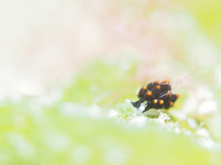 0412arimo2 aki.jpg